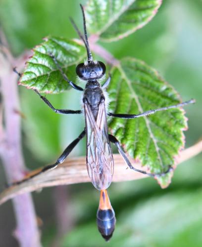 Ammophila sabulosa